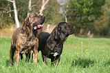FILA BRASILEIRO 067